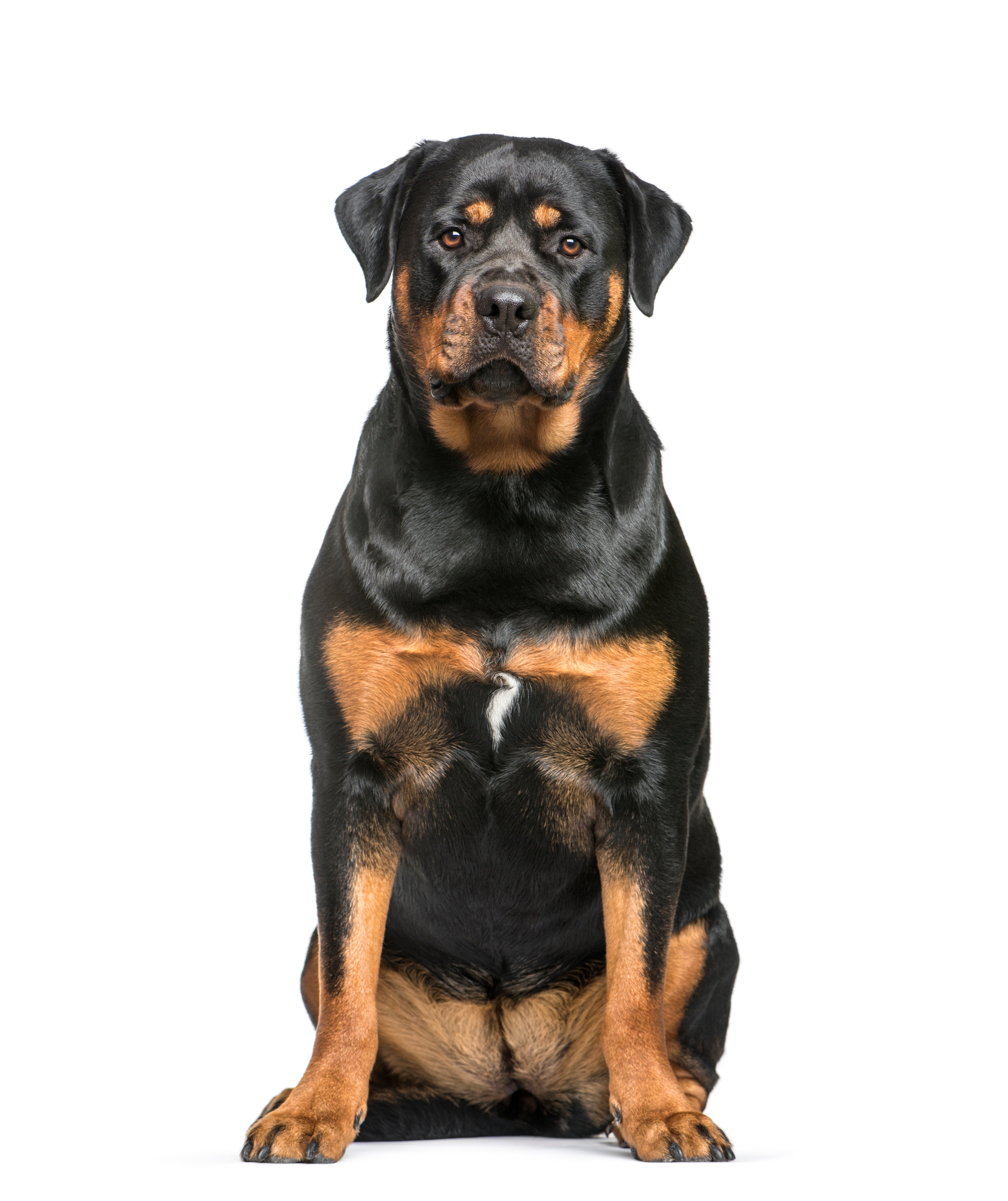 Rottweiler dog online shopping sales